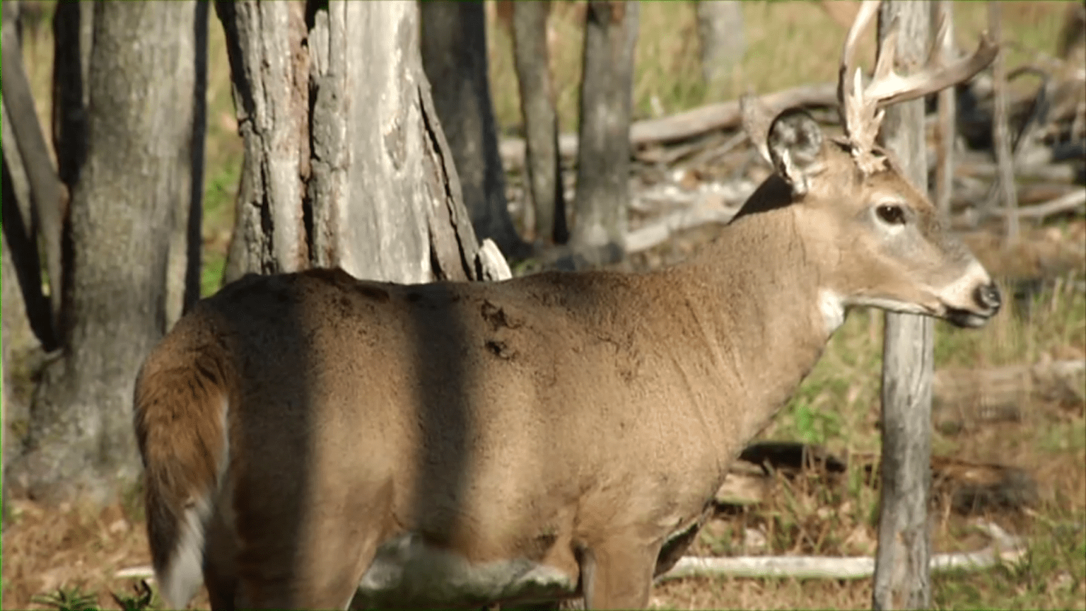 2022 Minnesota firearm deer hunting season begins