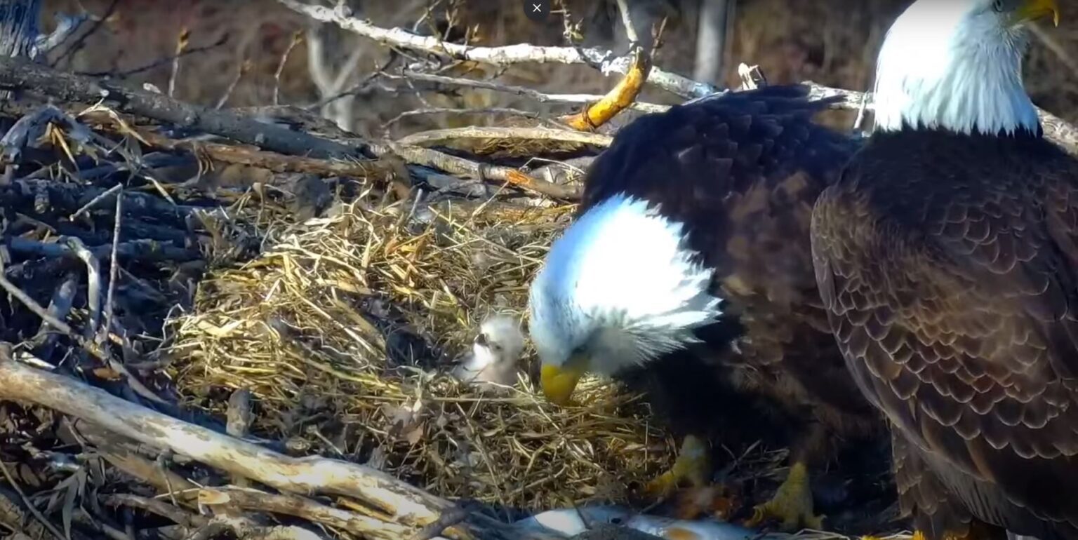 Eaglet Hatches On DNR's EagleCam - WDIO.com