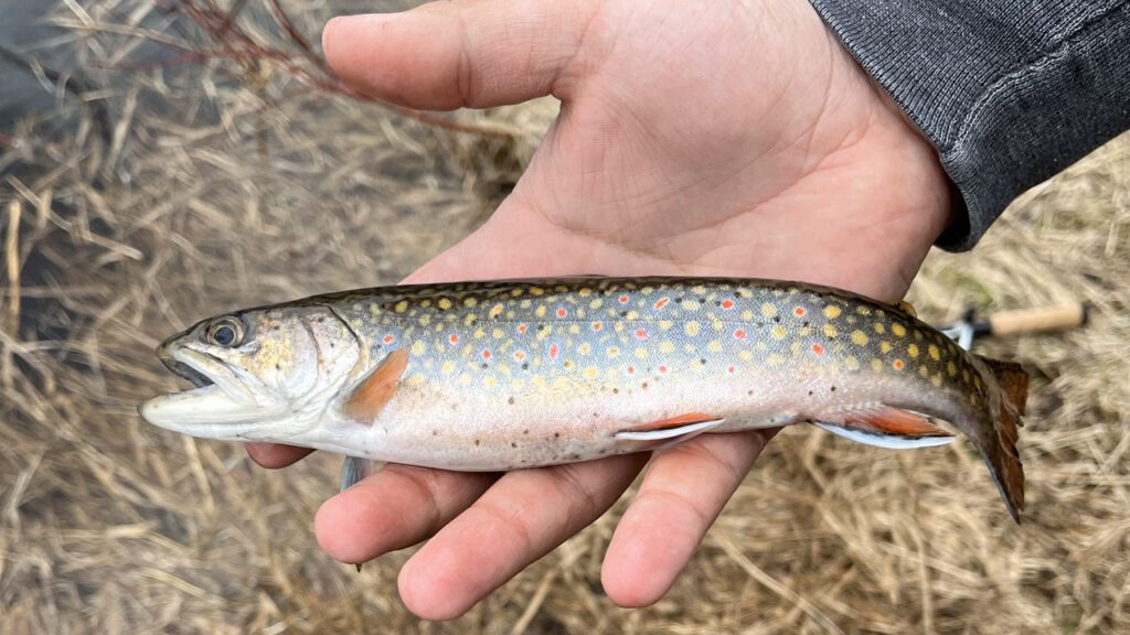 Stream trout fishing to open in Minnesota - WDIO.com