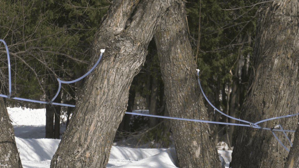 maple-tree-sap-tapping-season-might-be-over-before-it-begins