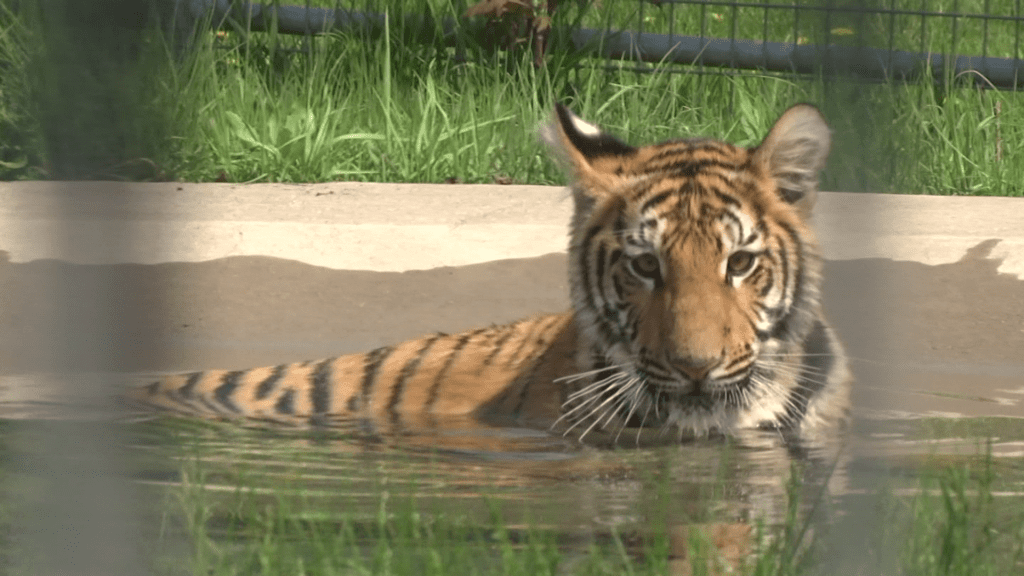 Minnesota Zoo asks for help choosing name for Amur tiger cub - CBS