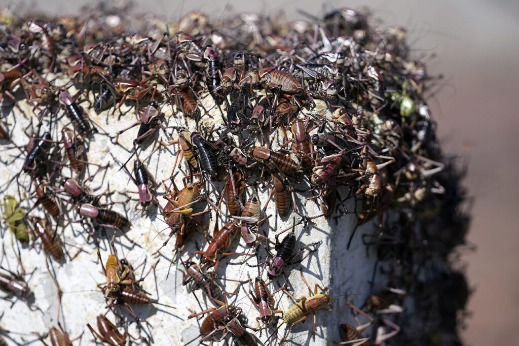 Bloodred crickets invade Nevada town, residents fight back with brooms