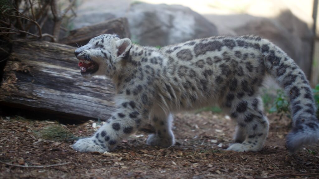 Como Park Zoo snow leopard cub makes first public debut - WDIO.com