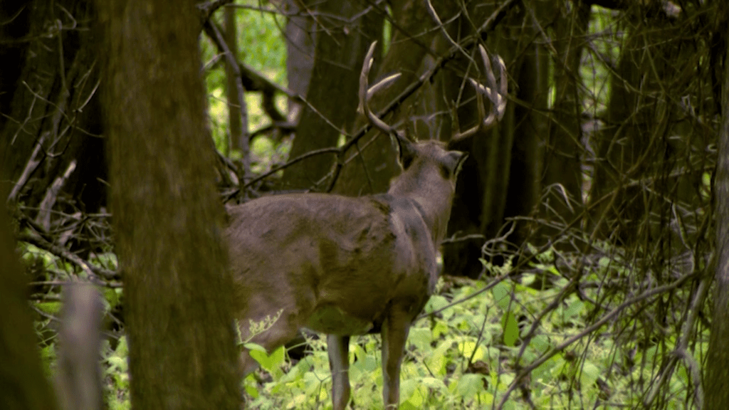 Wisconsin Youth Deer Hunting Begins This Weekend, Oct. 7-8 - WDIO.com