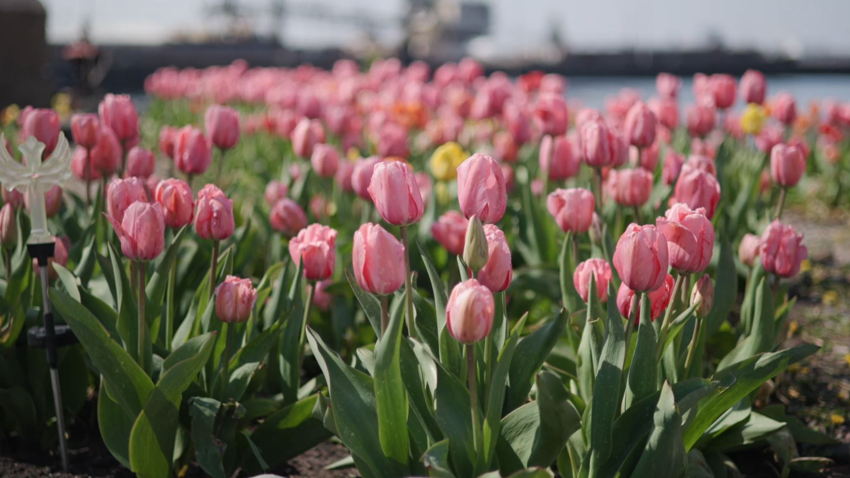 Pink tulips bloom at the South Pier Inn