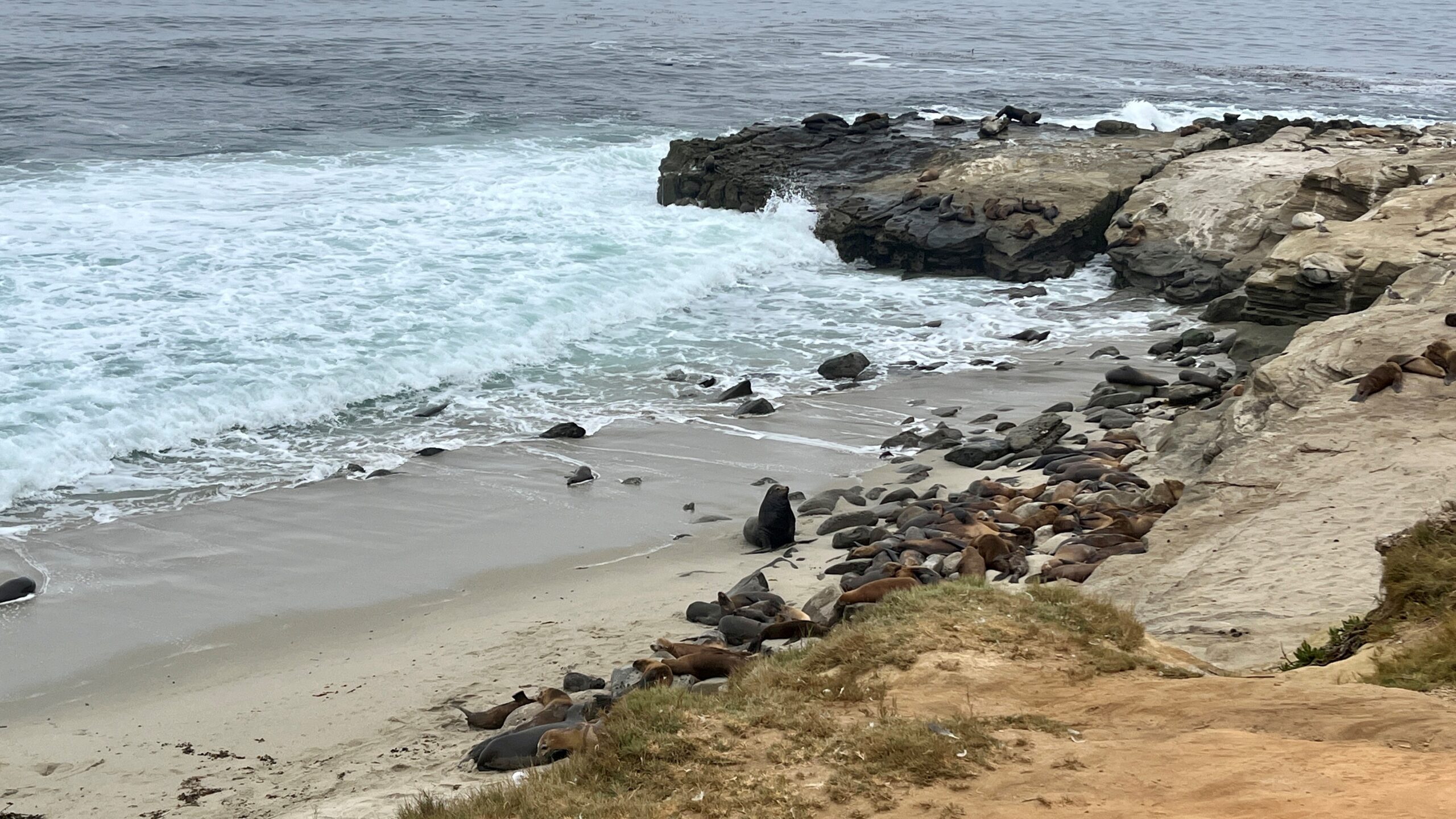 Sea lions in La Jolla, California