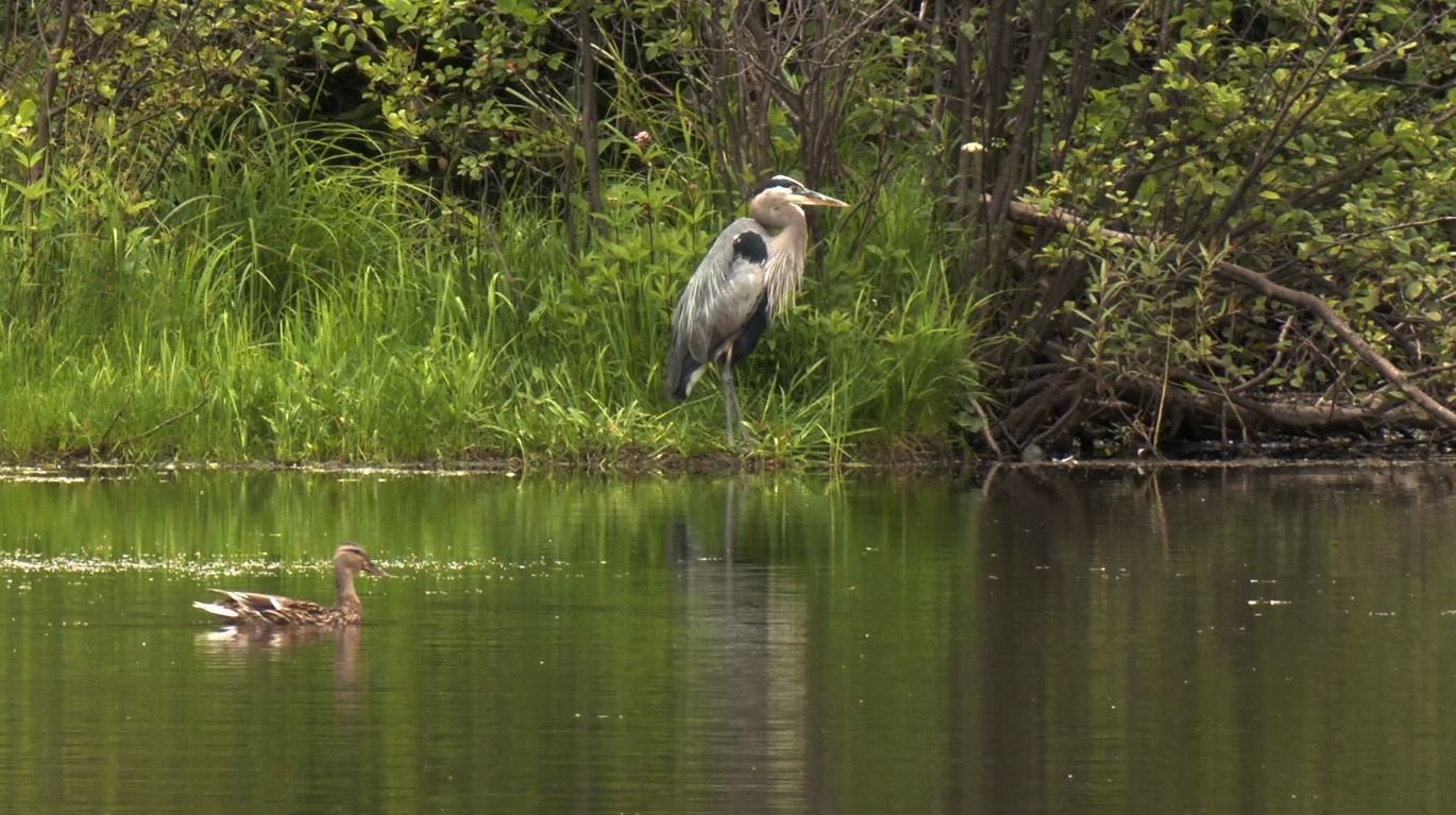 A blue heron stands in the water at the edge of one of the Twin Ponds