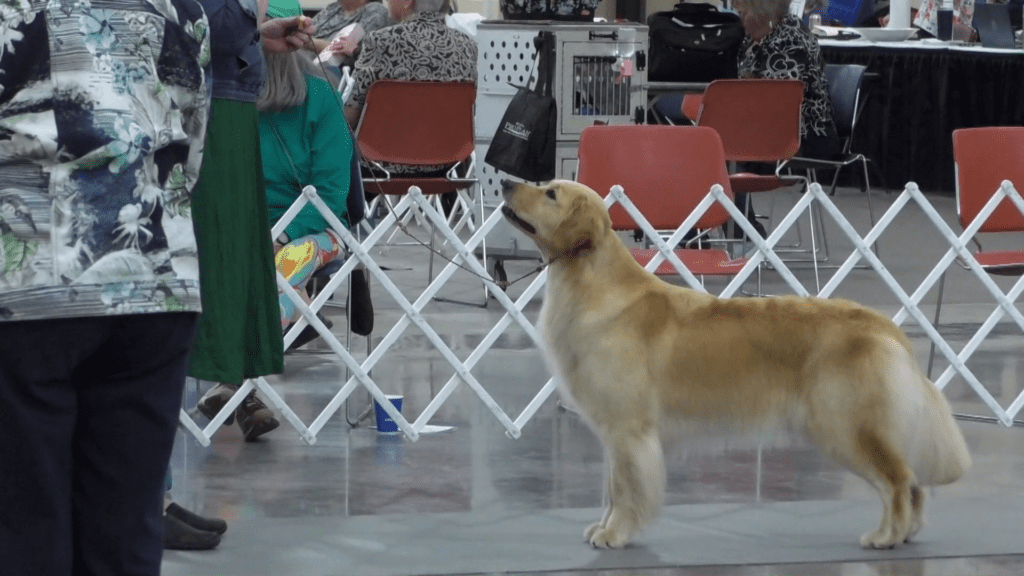 The Duluth Kennel Club’s All Breed Dog Show has visitors barking with excitement