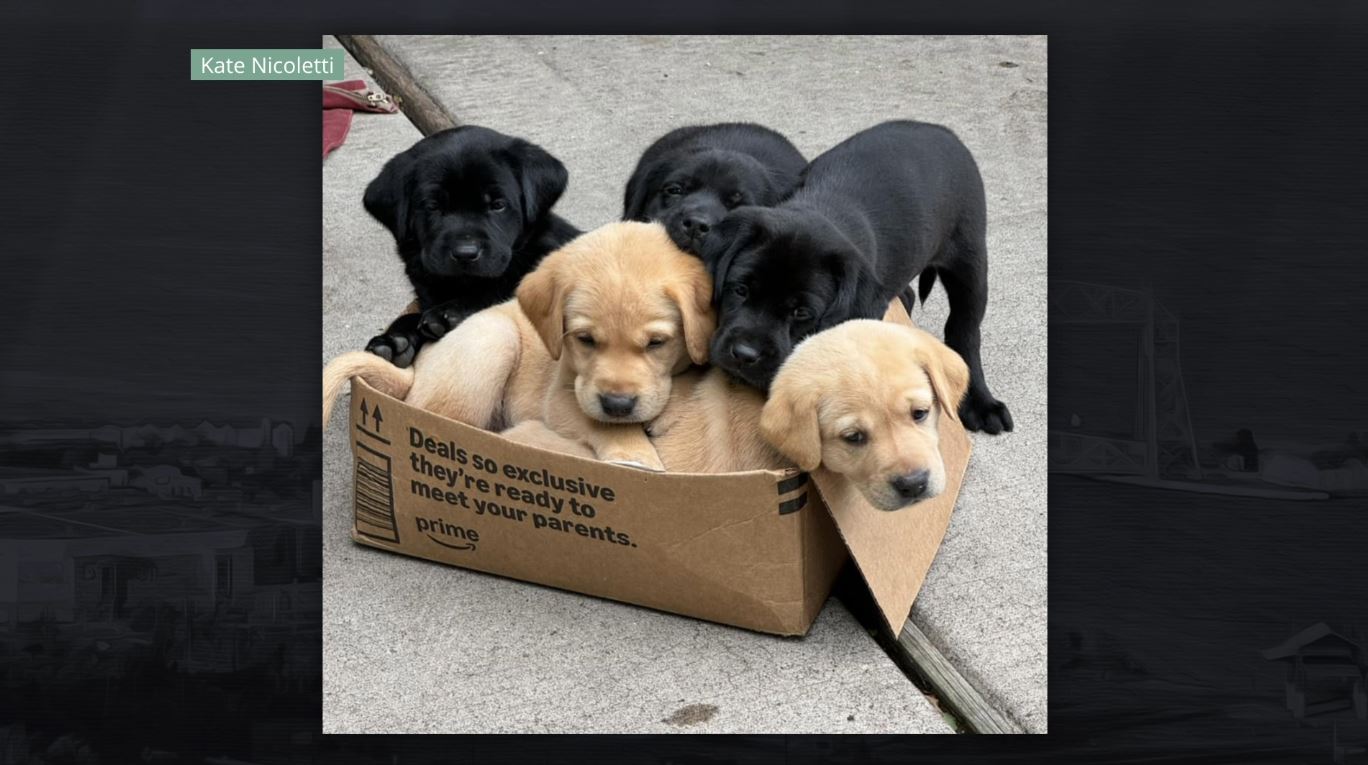 Five puppies in a cardboard box