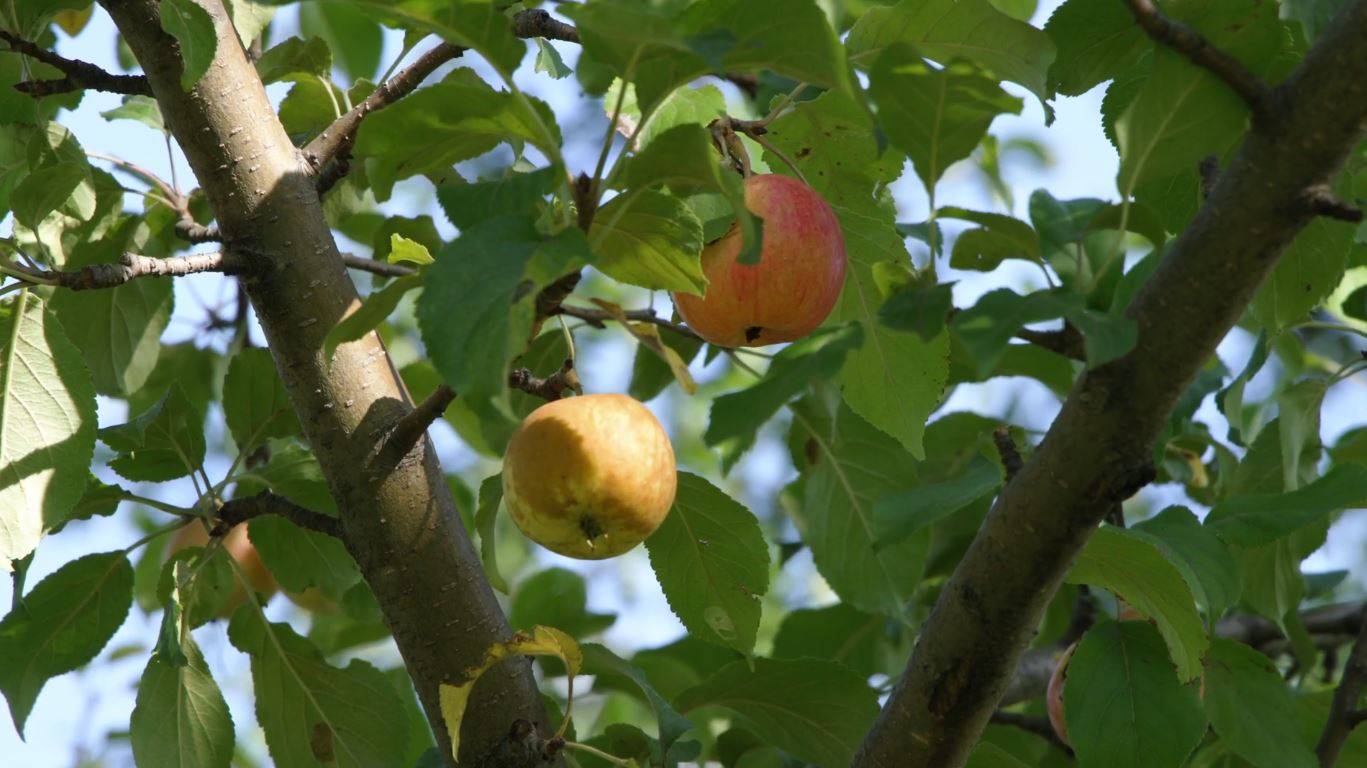 Apples hanging from a tree