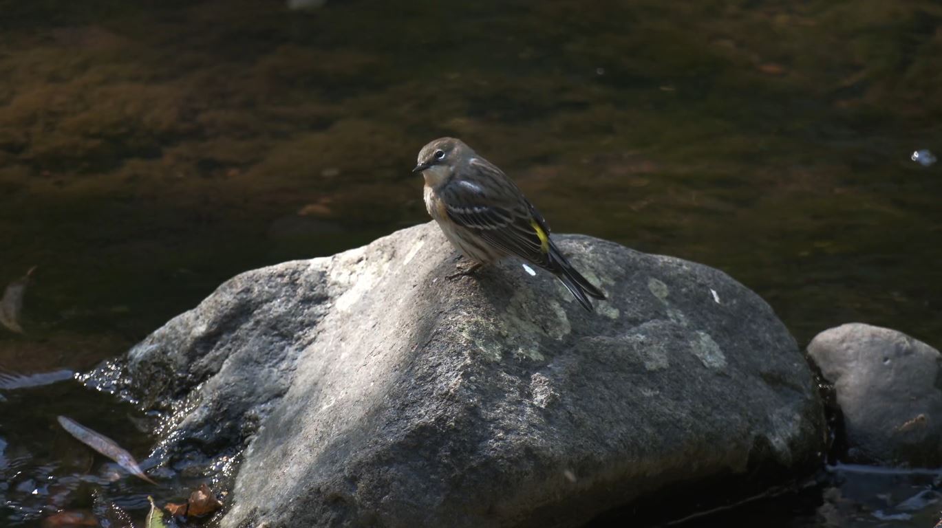 A chickadee at Chester Park