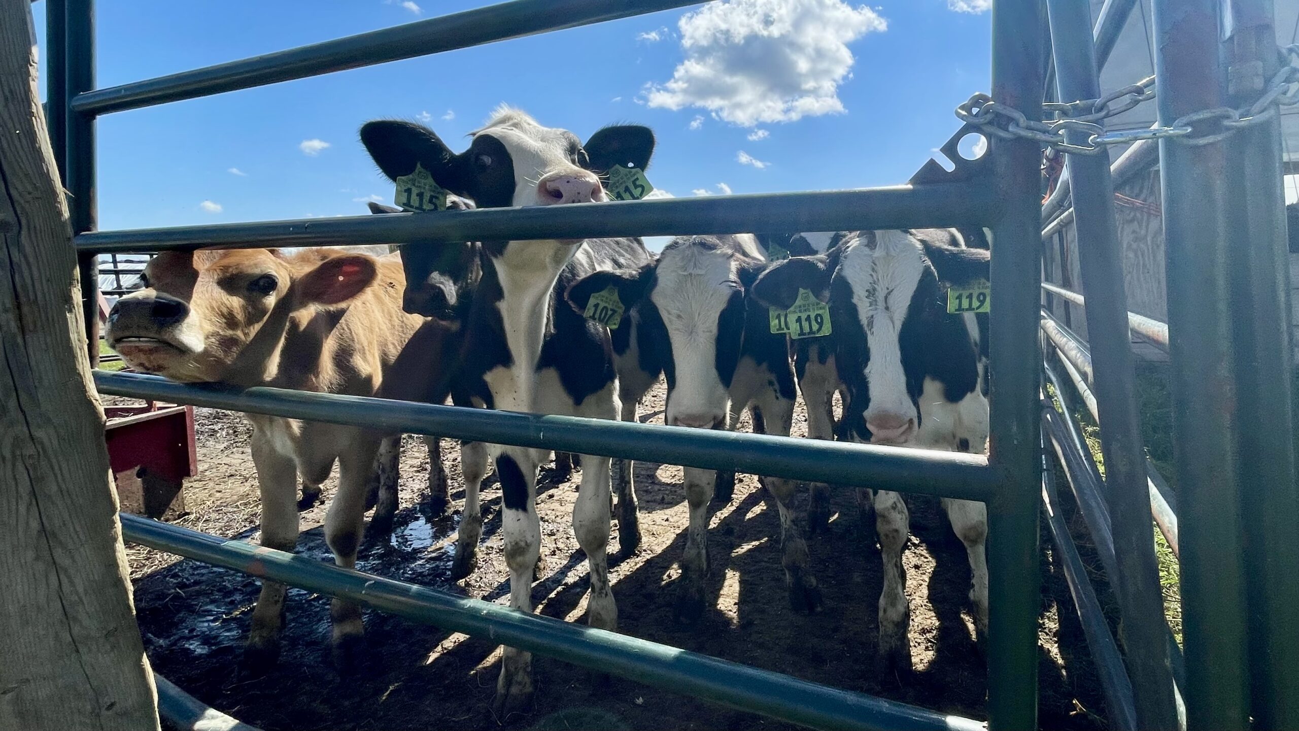 Cows on the Crisly Dairy Farm