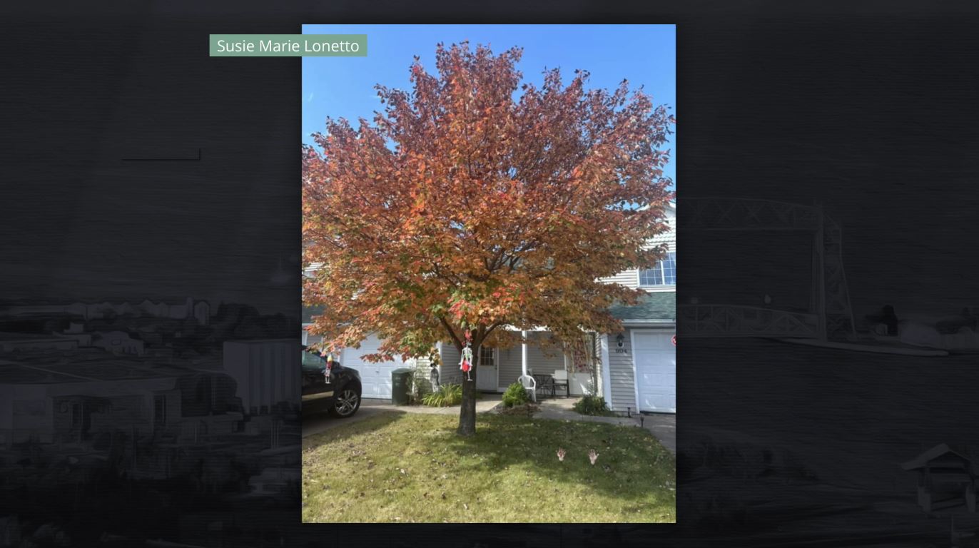 An orange tree in a yard