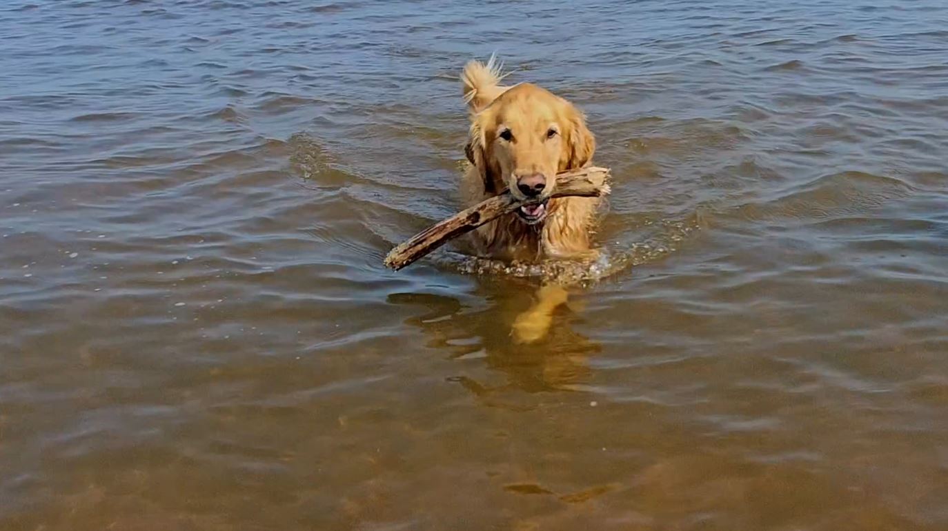 A dog gets out of the water with a stick in its mouth