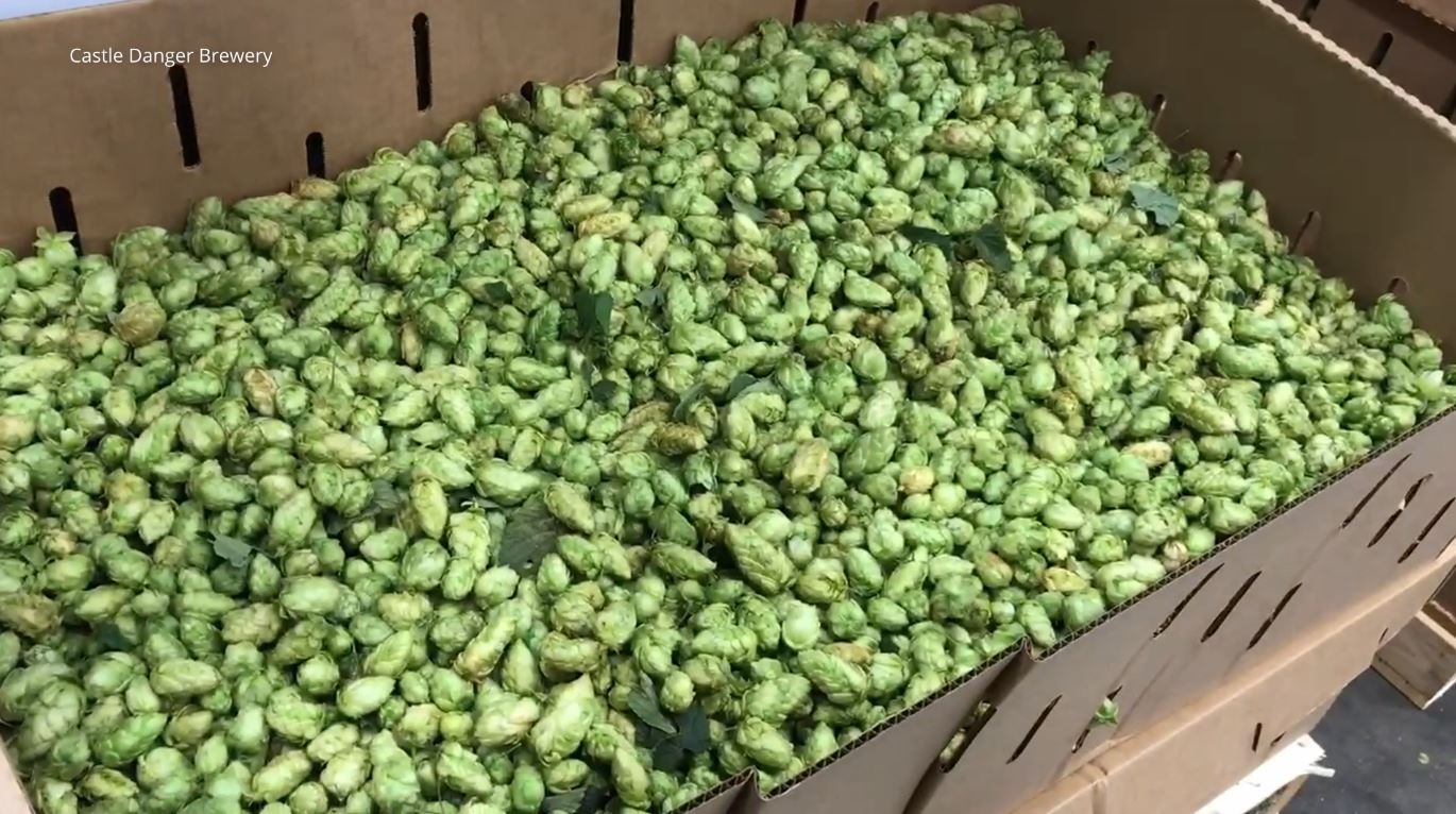 Fresh hops in a box