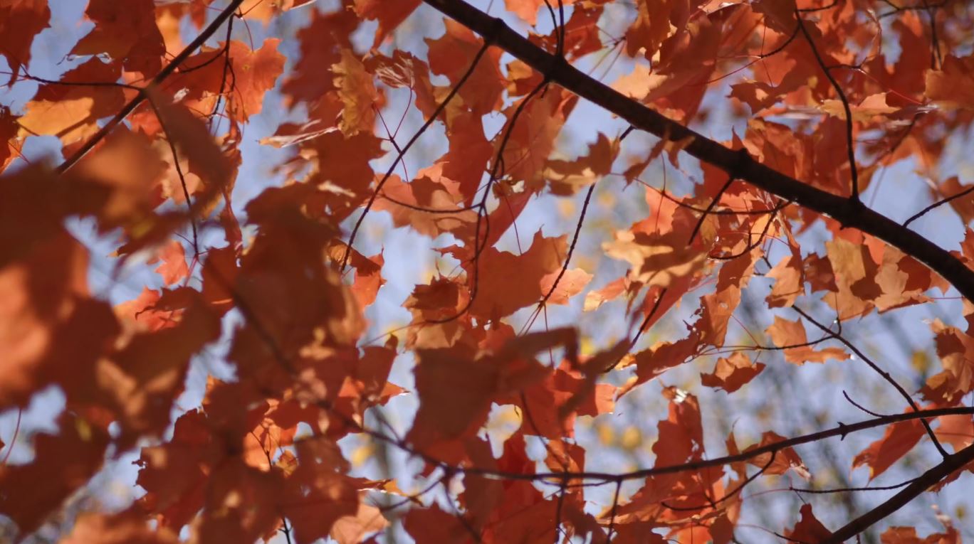 Orangey-red leaves on a Duluth tree