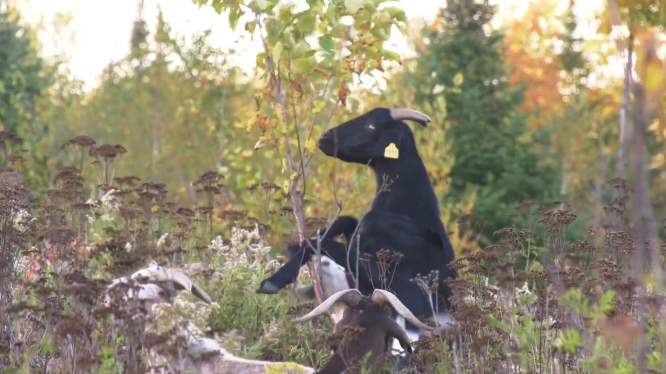 A goat nibbles foliage off a tree