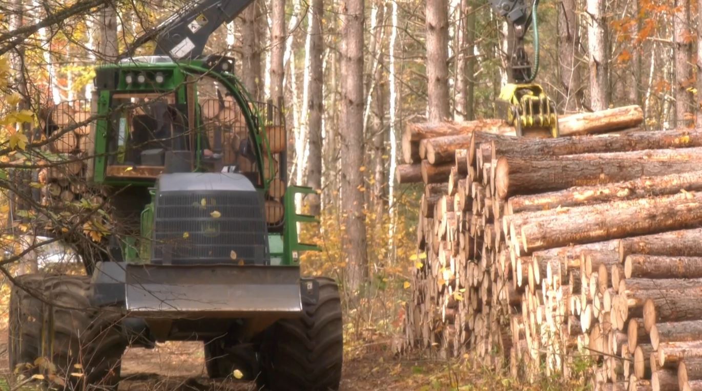 Logs are stacked after being felled in Itasca County