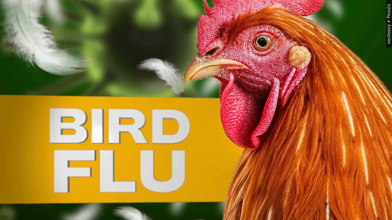 A chicken with the words "Bird Flu"